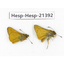 Thymelicus sylvaticus. China, Heilongjiang, Mudanjiang. 2M. Hesp-Hesp-21392.