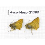Thymelicus sylvaticus. China, Heilongjiang, Mudanjiang. 2M. Hesp-Hesp-21393.