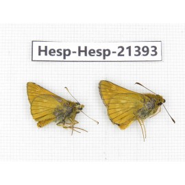 Thymelicus sylvaticus. China, Heilongjiang, Mudanjiang. 2M. Hesp-Hesp-21393.