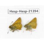 Thymelicus sylvaticus. China, Heilongjiang, Mudanjiang. 2M. Hesp-Hesp-21394.