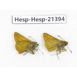 Thymelicus sylvaticus. China, Heilongjiang, Mudanjiang. 2M. Hesp-Hesp-21394.