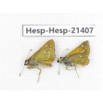 Thymelicus sp. China, Heilongjiang, Mudanjiang. 2M. Hesp-Hesp-21407.