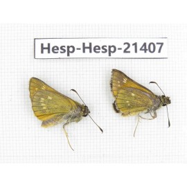 Thymelicus sp. China, Heilongjiang, Mudanjiang. 2M. Hesp-Hesp-21407.