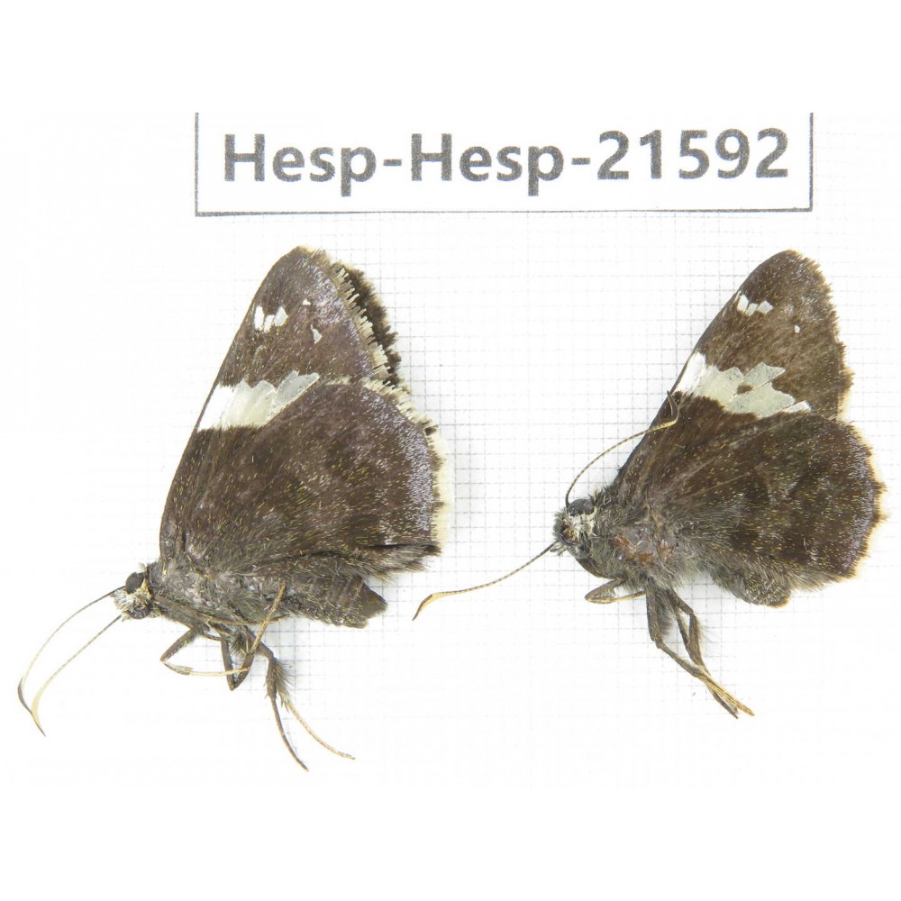 Lobocla bifasciata. China, Heilongjiang, Mudanjiang. 2M. Hesp-Hesp-21592.