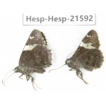 Lobocla bifasciata. China, Heilongjiang, Mudanjiang. 2M. Hesp-Hesp-21592.