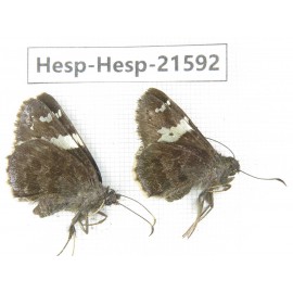 Lobocla bifasciata. China, Heilongjiang, Mudanjiang. 2M. Hesp-Hesp-21592.