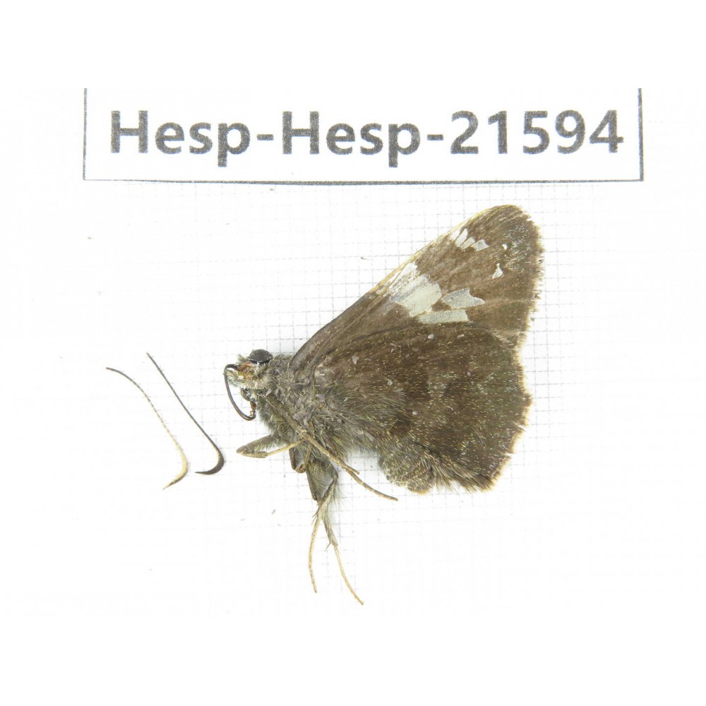 Lobocla bifasciata. China, Heilongjiang, Mudanjiang. 1M. Hesp-Hesp-21594.