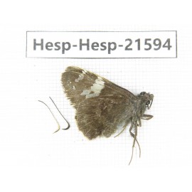 Lobocla bifasciata. China, Heilongjiang, Mudanjiang. 1M. Hesp-Hesp-21594.