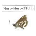 Heteropterus morpheus. China, Heilongjiang, Mudanjiang. 1M. Hesp-Hesp-21600.