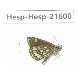 Heteropterus morpheus. China, Heilongjiang, Mudanjiang. 1M. Hesp-Hesp-21600.