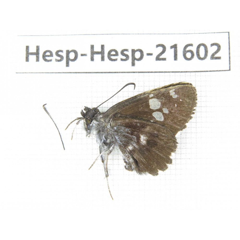 Daimio tethys. China, Heilongjiang, Mudanjiang. 1M. Hesp-Hesp-21602.