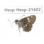 Daimio tethys. China, Heilongjiang, Mudanjiang. 1M. Hesp-Hesp-21602.