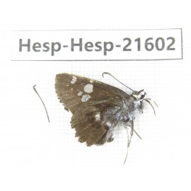 Daimio tethys. China, Heilongjiang, Mudanjiang. 1M. Hesp-Hesp-21602.