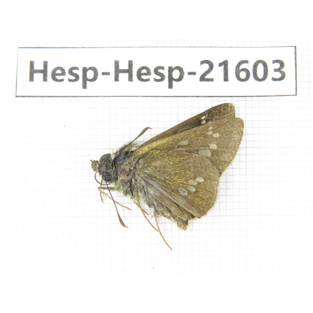 Polytremis sp. China, Heilongjiang, Mudanjiang. 1M. Hesp-Hesp-21603.