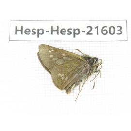 Polytremis sp. China, Heilongjiang, Mudanjiang. 1M. Hesp-Hesp-21603.