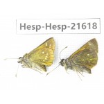 Thymelicus sp. China, Heilongjiang, Mudanjiang. 1P. Hesp-Hesp-21618.