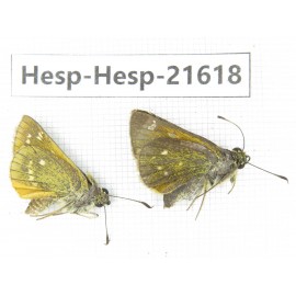 Thymelicus sp. China, Heilongjiang, Mudanjiang. 1P. Hesp-Hesp-21618.