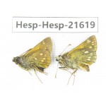 Thymelicus sp. China, Heilongjiang, Mudanjiang. 1P. Hesp-Hesp-21619.