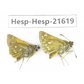 Thymelicus sp. China, Heilongjiang, Mudanjiang. 1P. Hesp-Hesp-21619.