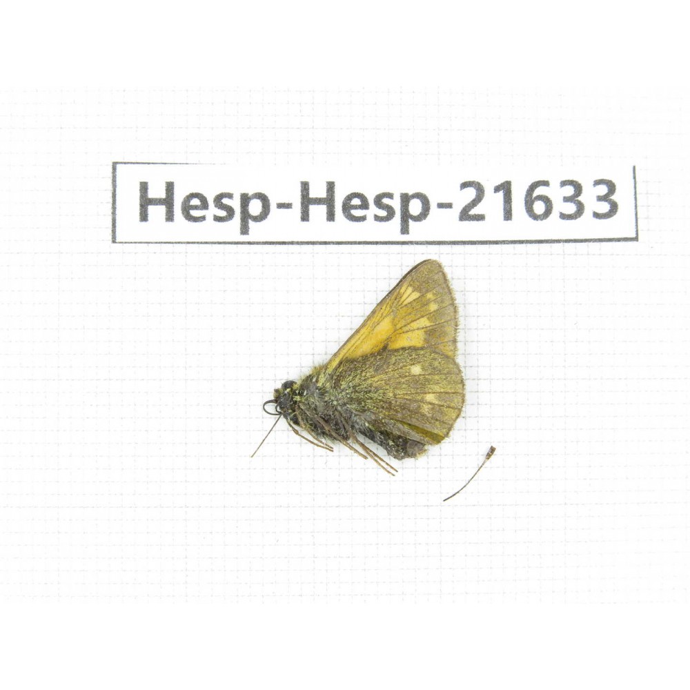 Ochlodes sp. China, Qinghai, Xining, Pingan county, Sitaixiang town. 1M. Hesp-Hesp-21633.