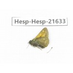 Ochlodes sp. China, Qinghai, Xining, Pingan county, Sitaixiang town. 1M. Hesp-Hesp-21633.