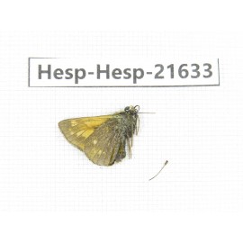 Ochlodes sp. China, Qinghai, Xining, Pingan county, Sitaixiang town. 1M. Hesp-Hesp-21633.