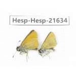 Thymelicus lineola. China, Qinghai, Xining, Pingan county, Sitaixiang town. 2M. Hesp-Hesp-21634.