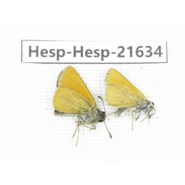 Thymelicus lineola. China, Qinghai, Xining, Pingan county, Sitaixiang town. 2M. Hesp-Hesp-21634.