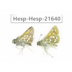Ochlodes sp. China, Qinghai, Xining, Pingan county, Sitaixiang town. 2M. Hesp-Hesp-21640.