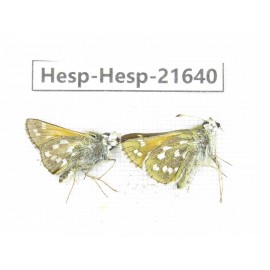 Ochlodes sp. China, Qinghai, Xining, Pingan county, Sitaixiang town. 2M. Hesp-Hesp-21640.