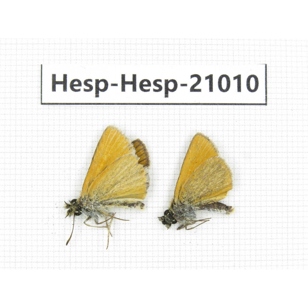 Thymelicus lineola. China, Qinghai, Xining, Pingan county, Sitaixiang town. 2M. Hesp-Hesp-21010.