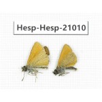 Thymelicus lineola. China, Qinghai, Xining, Pingan county, Sitaixiang town. 2M. Hesp-Hesp-21010.