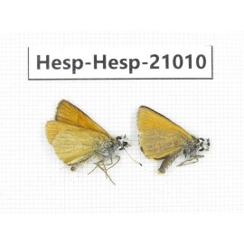 Thymelicus lineola. China, Qinghai, Xining, Pingan county, Sitaixiang town. 2M. Hesp-Hesp-21010.