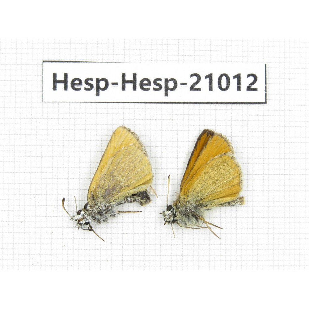 Thymelicus lineola. China, Qinghai, Xining, Pingan county, Sitaixiang town. 2M. Hesp-Hesp-21012.