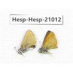 Thymelicus lineola. China, Qinghai, Xining, Pingan county, Sitaixiang town. 2M. Hesp-Hesp-21012.