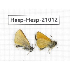 Thymelicus lineola. China, Qinghai, Xining, Pingan county, Sitaixiang town. 2M. Hesp-Hesp-21012.