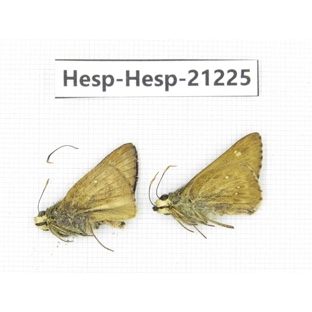 Thoressa blanchardii. China, Sichuan, Baoxing county. 2M. Hesp-Hesp-21225.