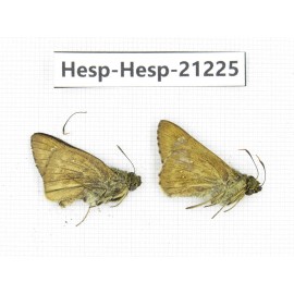 Thoressa blanchardii. China, Sichuan, Baoxing county. 2M. Hesp-Hesp-21225.