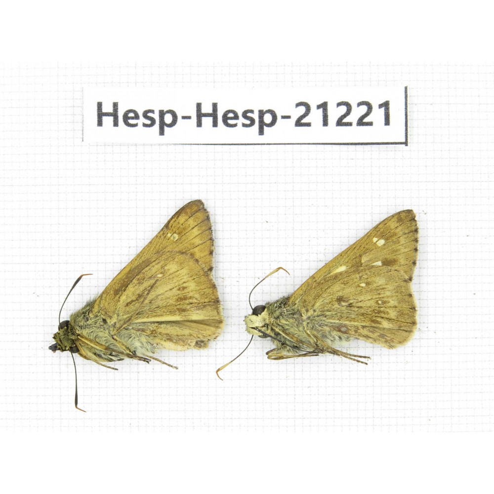 Thoressa blanchardii. China, Sichuan, Baoxing county. 2M. Hesp-Hesp-21221.
