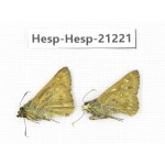 Thoressa blanchardii. China, Sichuan, Baoxing county. 2M. Hesp-Hesp-21221.