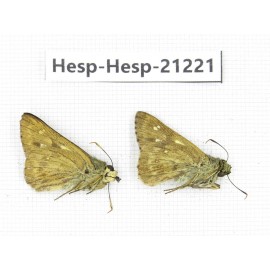 Thoressa blanchardii. China, Sichuan, Baoxing county. 2M. Hesp-Hesp-21221.