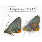 Choasps benjaminii. China, Sichuan, Baoxing county. 2M. Hesp-Hesp-21247.