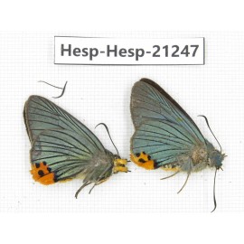 Choasps benjaminii. China, Sichuan, Baoxing county. 2M. Hesp-Hesp-21247.