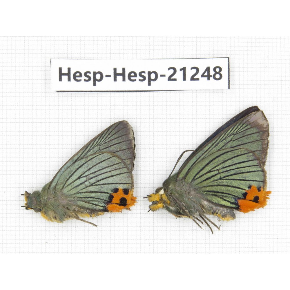 Choasps benjaminii. China, Sichuan, Baoxing county. 2M. Hesp-Hesp-21248.