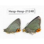 Choasps benjaminii. China, Sichuan, Baoxing county. 2M. Hesp-Hesp-21248.
