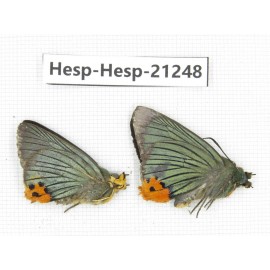 Choasps benjaminii. China, Sichuan, Baoxing county. 2M. Hesp-Hesp-21248.
