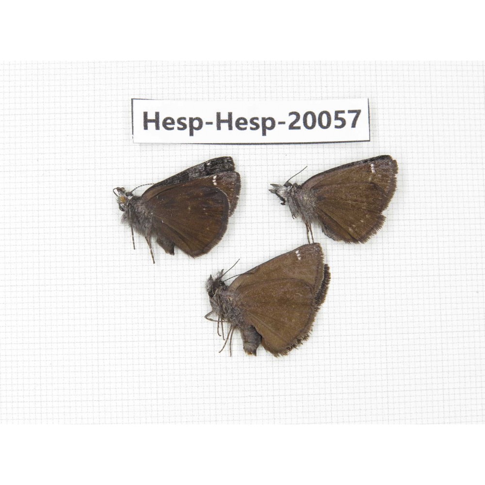 Erynnis pelias. China, Sichuan, Batang county. 3M. Hesp-Hesp-20057.