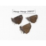 Erynnis pelias. China, Sichuan, Batang county. 3M. Hesp-Hesp-20057.