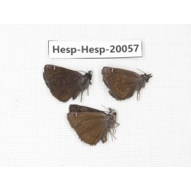 Erynnis pelias. China, Sichuan, Batang county. 3M. Hesp-Hesp-20057.