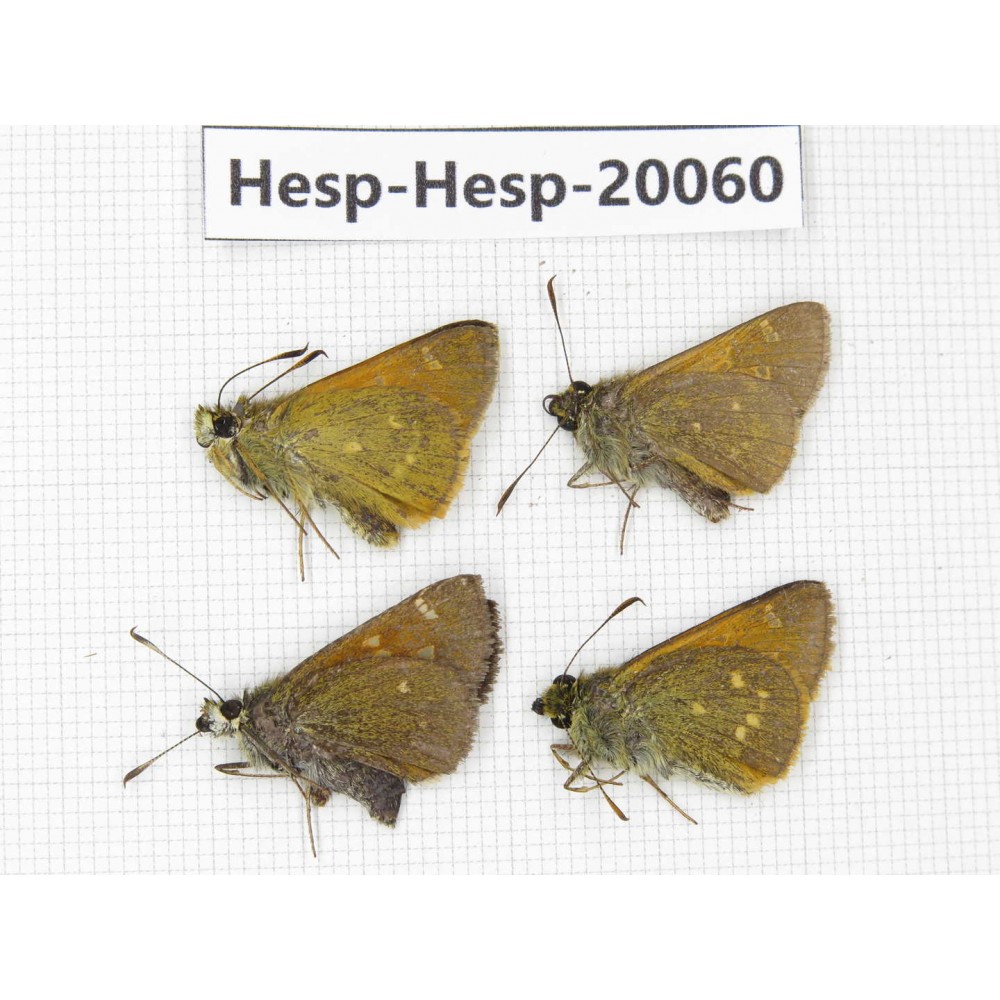Thoressa sp. China, Sichuan, Batang county. 4M. Hesp-Hesp-20060.